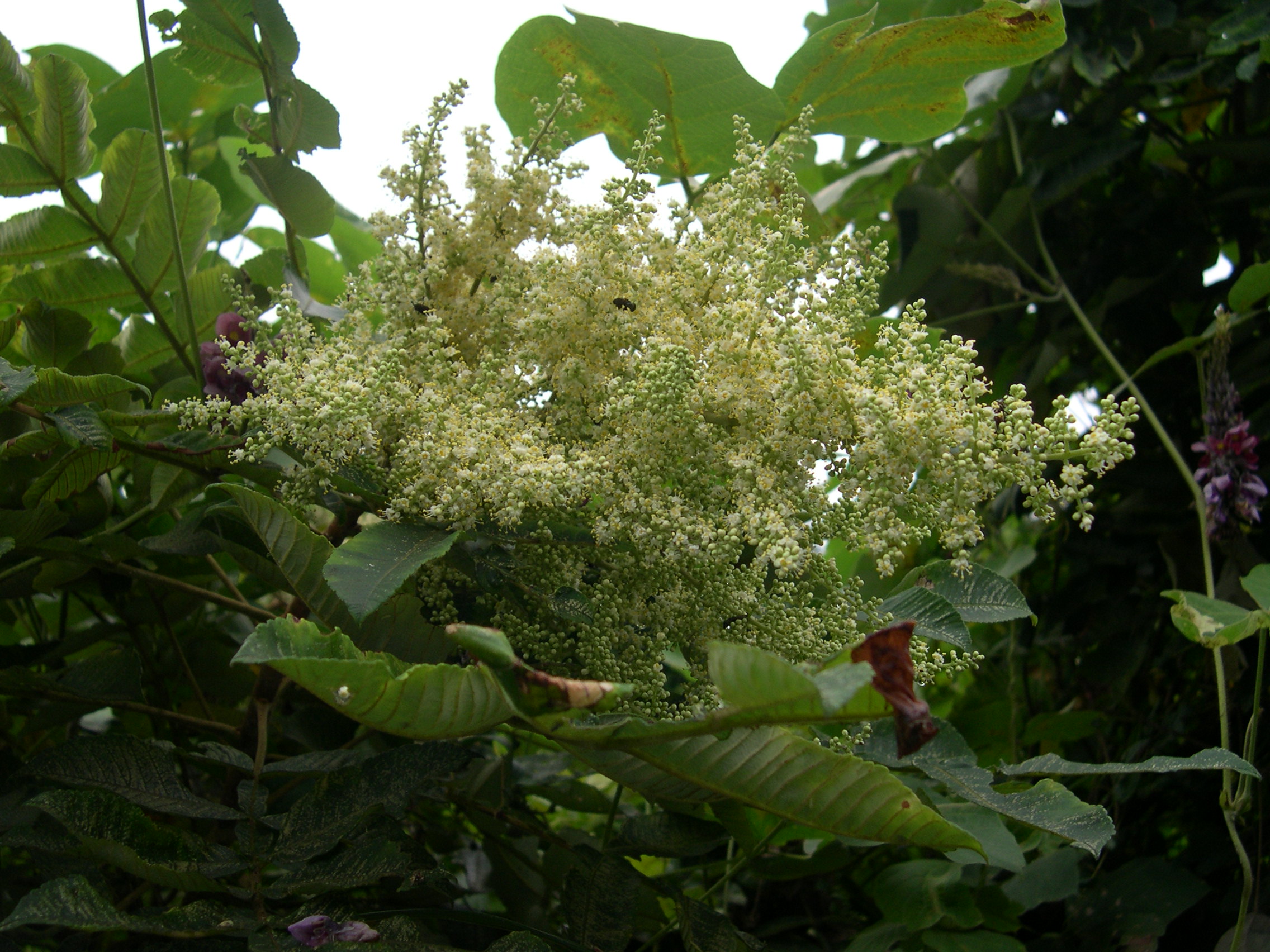 新・動植物歳時記 712IgcIKv-L._UF350,350_QL50_.jpg
